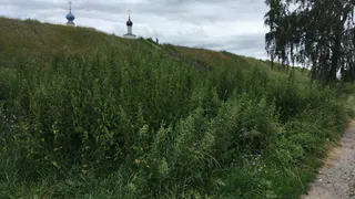 Трава по пояс: Кремлевский вал зарос