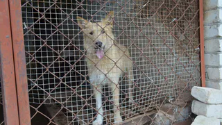 Штраф хозяевам: что будет с теми, кто выбрасывает на улицу своих собак