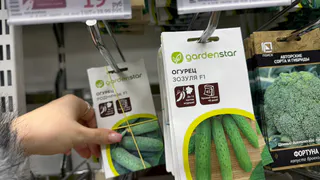 Взял на рассаду 4 гибрида огурца: точно не подведут в сезон 2026 - не болеют и плодоносят до заморозков