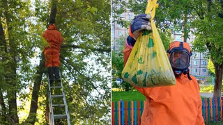 Детский сад в Добром спасли от агрессивных пчел