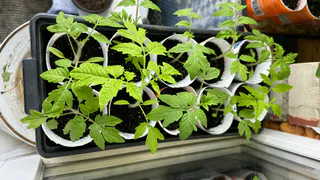 Игнорирую февральские посевы перцев: применил другой способ - крепкая рассада выходит уже в мае