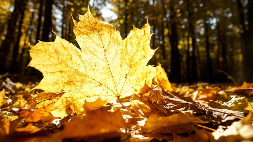 23 сентября в Пензе ожидается 27 градусов тепла