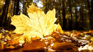 23 сентября в Пензе ожидается 27 градусов тепла