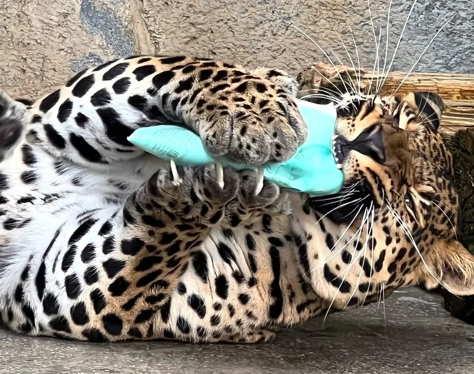 В зоопарке Челябинской области 1 сентября хищники разорвут на кусочки школьные тетради и дневники