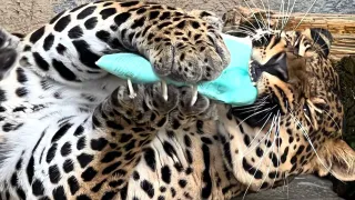 В зоопарке Челябинской области 1 сентября хищники разорвут на кусочки школьные тетради и дневники 