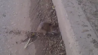 На улице Новоселов крысы заполонили дворы