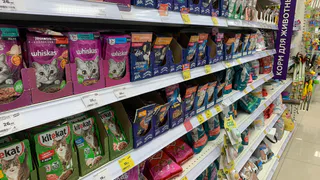 "Не травите этим кошек": в Роскачестве озвучили самые худшие марки корма для питомцев