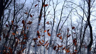 17 октября МЧС опубликовало метеопредупреждение в Рязанской области