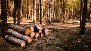Самовольная рубка леса в Гороховецком районе обошлась компании в 2,3 миллиона рублей
