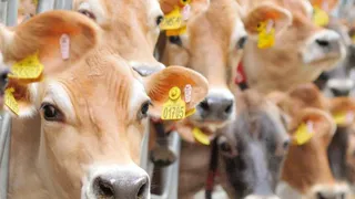 Во Владимирской области производство молока выросло на 5,5%