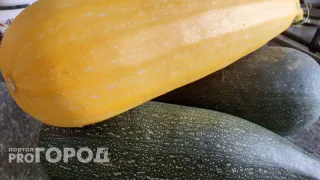 Кабачки будут плодоносить без остановки до зимы: в июле нужно полить их этим чудо-эликсиром