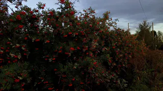 В Чувашии 1 сентября ожидается 30-градусная жара