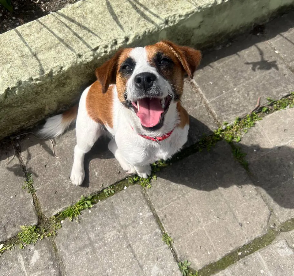 Собакам вход воспрещен: в Госдуме предложили федеральный запрет на посещение публичных мест с питомцами