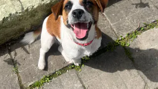 Собакам вход воспрещен: в Госдуме предложили федеральный запрет на посещение публичных мест с питомцами