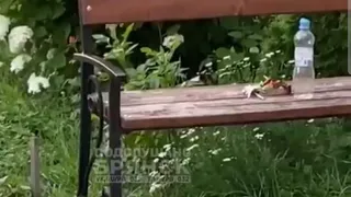 В Брянском дворе завелись крысы