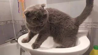 Слив в ванной больше больше не забивается: для этого берем обычную скрепку — сантехники остались без работы