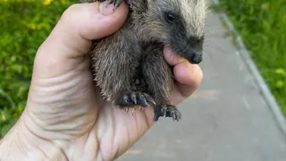 Жители Владимирской области спасли умирающего ежика