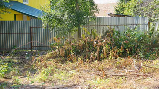 Сыктывкар ведет планомерную борьбу с борщевиком