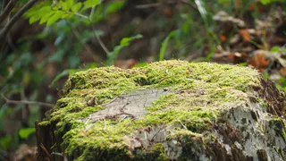 Пару горстей на пень — и его как не бывало: без усилий и труда — жизненный лайфхак