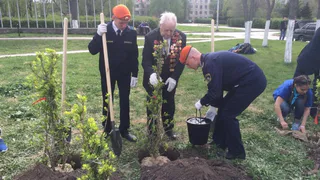 На бульваре Победы в Рязани посадили сирень