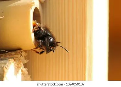 Заведите на даче «половинку пчелы»