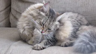 Какие знаки подают кошки перед приходом в дом большой беды - запомните это