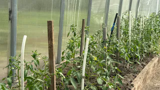 Опрыскиваю томаты бором каждые 2 недели с 20 июня: на кистях тонны плодов - соседи локти кусают от зависти