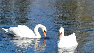 В Тукаевском районе из‑за спуска пруда погибли краснокнижная выдра и лебедь
