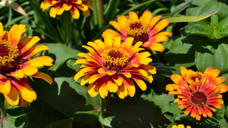 Идеальный вариант для «зазаборных» посадок: эти 7 садовых цветов размножаются самосевом - теперь не знаю проблем