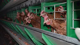 В Коми специалисты Россельхознадзора проведут исследования на птичий грипп