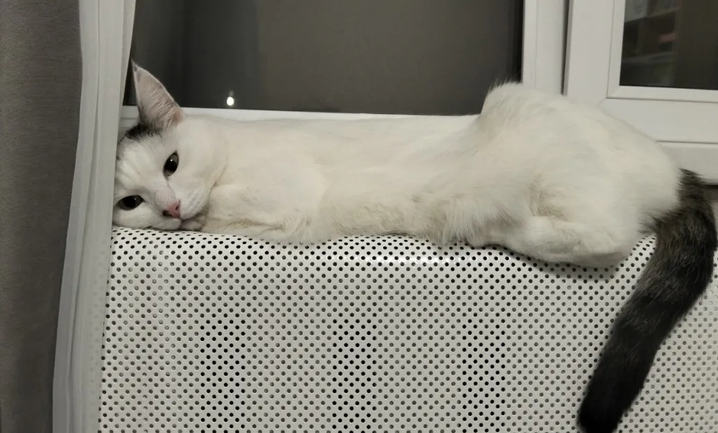 Выживут ли кошки, если люди исчезнут: ветеринар поставил точку в непростом вопросе