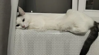 Выживут ли кошки, если люди исчезнут: ветеринар поставил точку в непростом вопросе