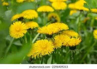 Средство для борьбы с одуванчиками можно найти на кухне