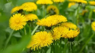 Средство для борьбы с одуванчиками можно найти на кухне