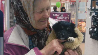 Из коробки со щенками в Рыбном раздали уже пять песиков