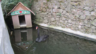 В Рязани на пруду поселятся черные лебеди