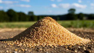 Миска крупы вместо целой тачки навоза: бросаем по всему участку - в мае земля легче и приятнее ваты