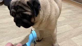 Собаку чешу только так: питомец счастлив и в доме ни одной шерстинки - даже в линьку спасает