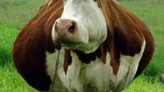 В Брянске рассказали, как с помощью нехитрых манипуляций достичь невиданных урожаев