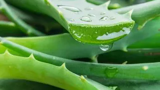 Косметический лед из алоэ – полезно и бесплатно