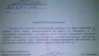 В Клинцах чиновники пять лет не могут срубить аварийные деревья