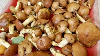 Все грибники обходят его стороной, а я выношу из леса корзинами: этот гриб — самый вкусный и недооцененный деликатес осени