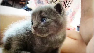 Рязанка: Котенка-уродца бросила мать-кошка