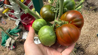 Осенью закопала целый помидор в землю — вот что выросло в середине лета