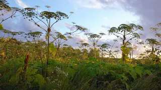 В Рязанской области увеличилось произрастание борщевика в июне 2022 года