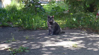 В Коми мужчина убил кошку на глазах детей