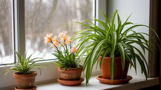 Ставлю 2 цветка у окна в декабре - и до лета сплю спокойно: нет ни сырости, ни луж на подоконнике - берите на заметку