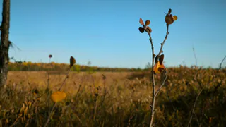 В Чувашии потеплеет до +20 градусов: синоптики рассказали о погоде на 5 сентября