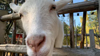 Какие гранты доступны фермерам Коми