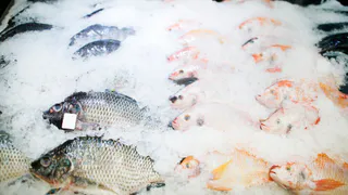 Эту рыбу вообще нельзя есть, там 10-метровые черви: а мы употребляем ее в пищу и даже кормим детей